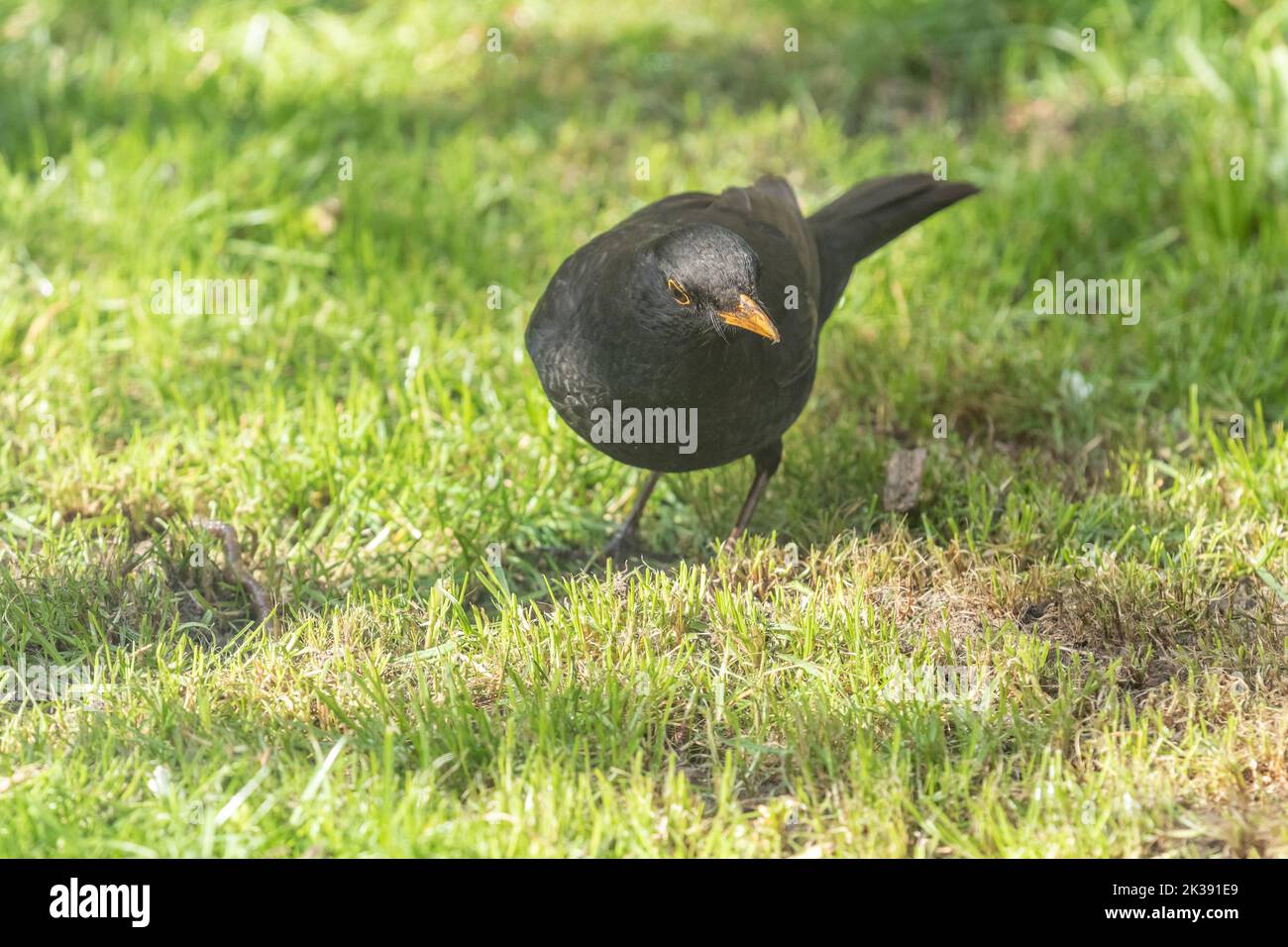 A male common blackbird UK (Turdus merula) looking for worms in a Yorkshire garden in England. Stock Photo