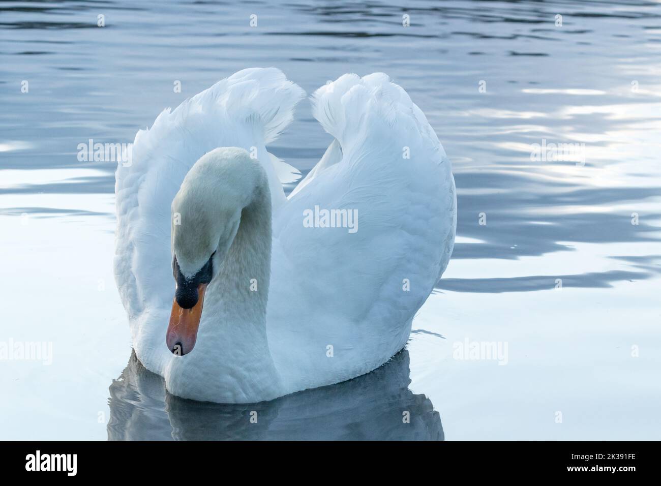 Unmarked swans belong to king charles lll hires stock photography and