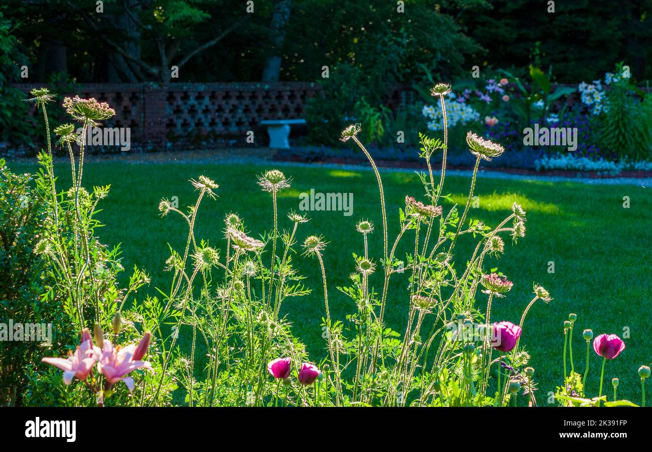 Queen Anne's lace, wild carrot (Daucus carota), backlit by a summer sun