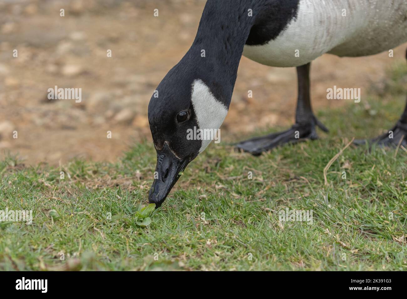 A wild canada goose (Branta canadensis) eating grass. Stock Photo