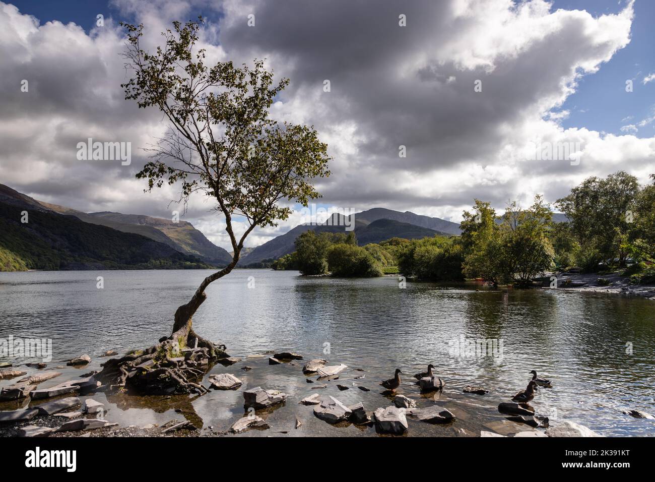 Lonely tree, Llanberis, Snowdonia, North Wales Stock Photo