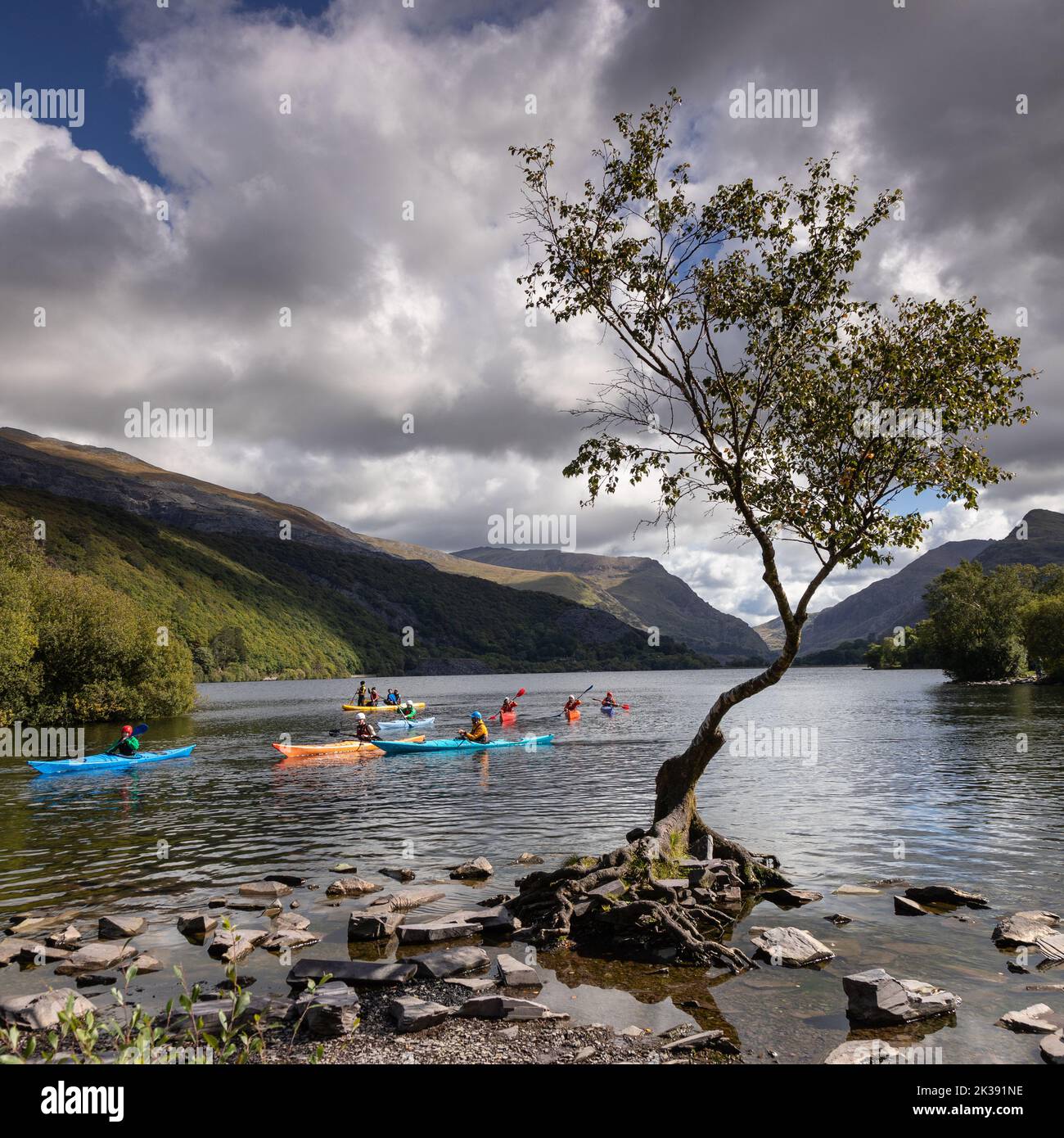 Lonely tree with canoes, Llanberis, Snowdonia, North Wales Stock Photo