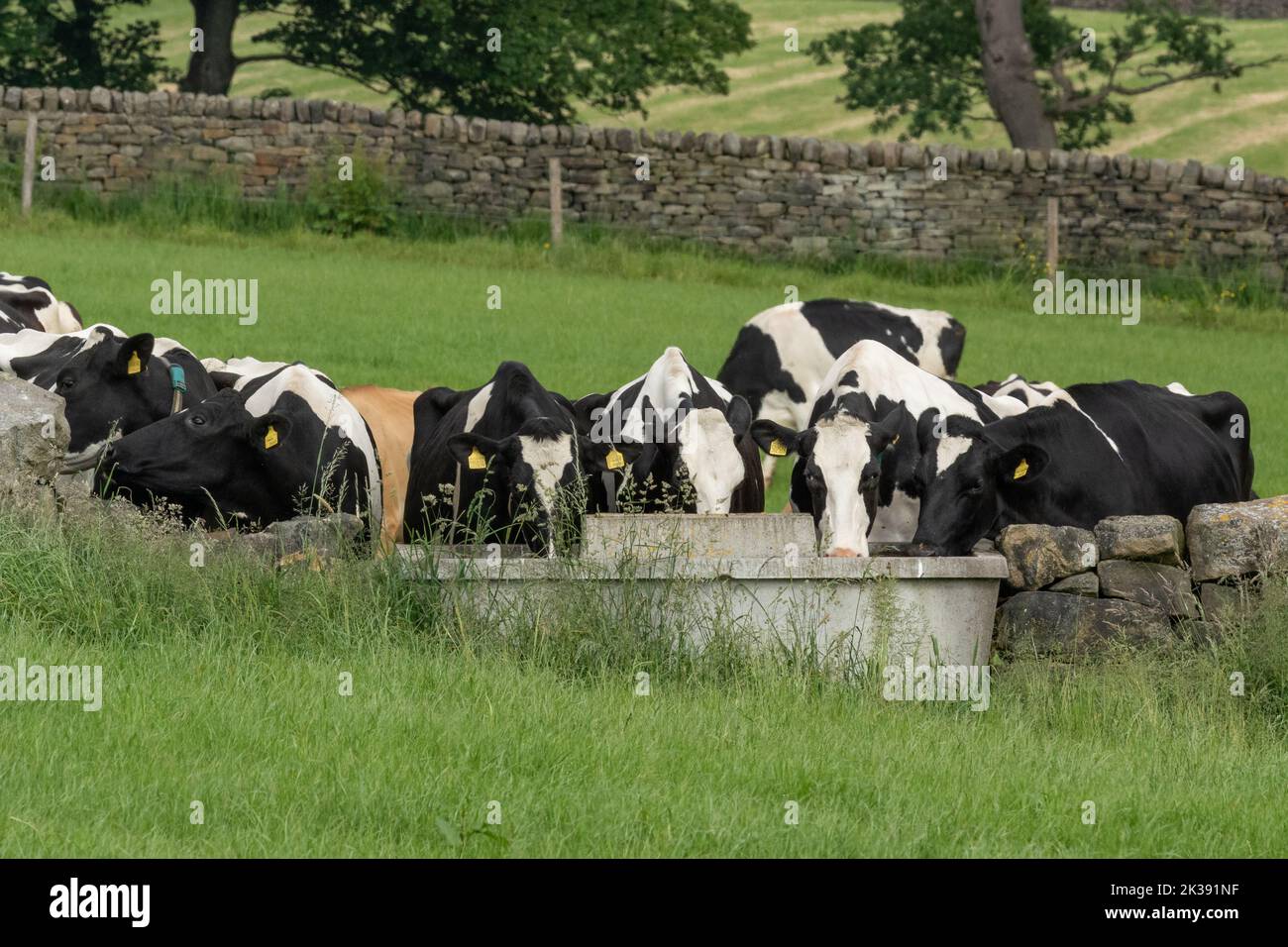A single jersey cow with several friesian cows drinking from a water trough in Baildon, Yorkshire. Stock Photo