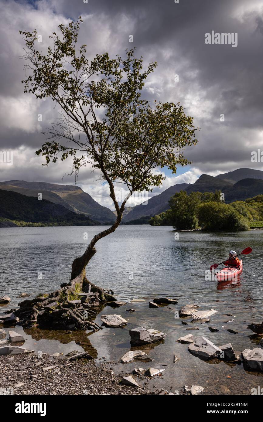 Lonely tree with canoe, Llanberis, Snowdonia, North Wales Stock Photo