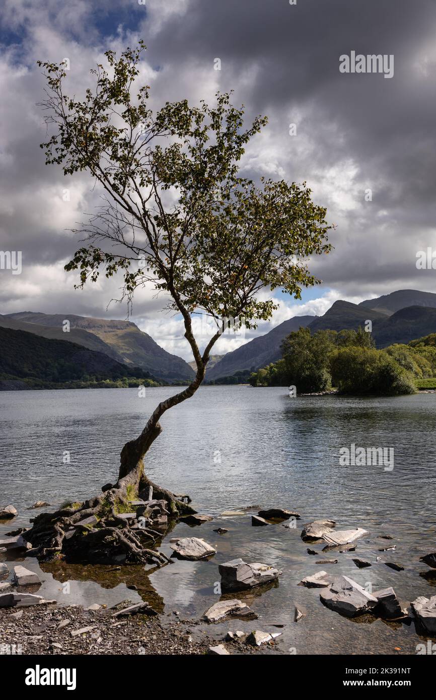 Lonely tree, Llanberis, Snowdonia, North Wales Stock Photo