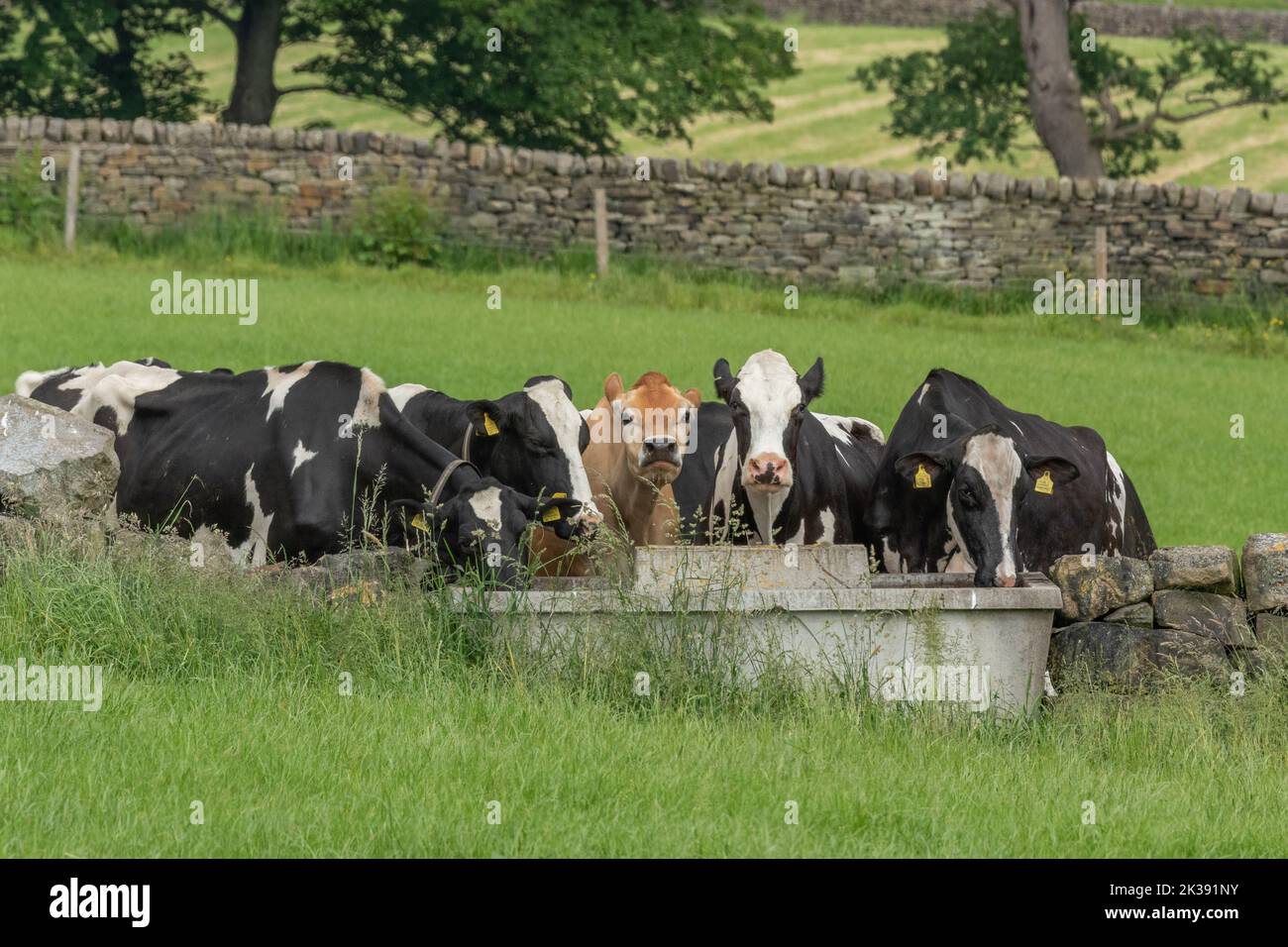 A single jersey cow with several friesian cows drinking from a water trough in Baildon