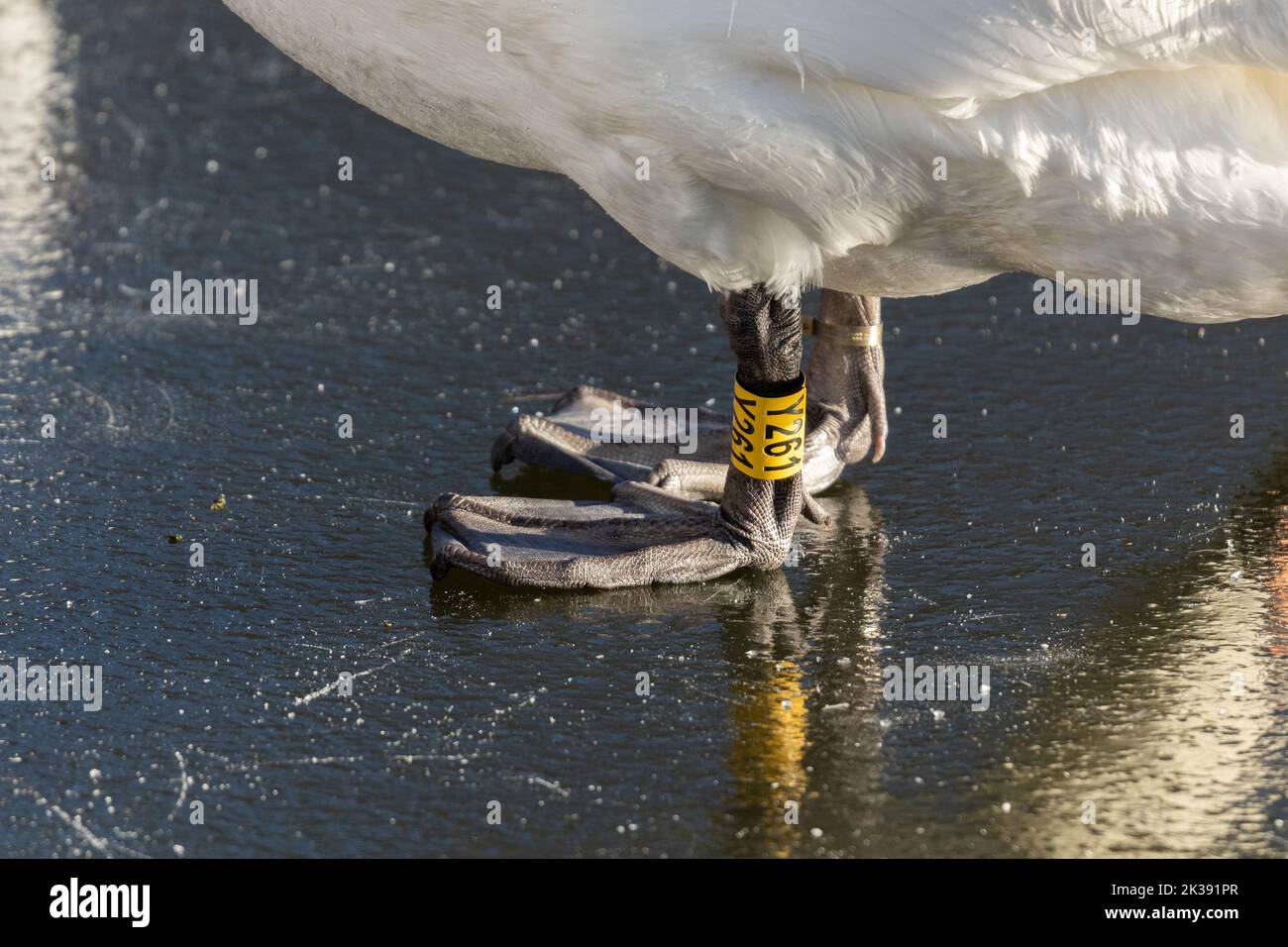 A mute swan showing a plastic, yellow identity ring on it's leg. Stock Photo