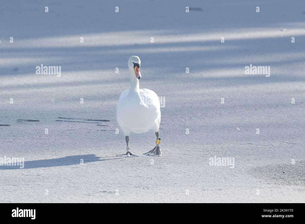An adult mute swan (cygnus olor) walks across a snow covered frozen lake in Baildon, Yorkshire. Stock Photo