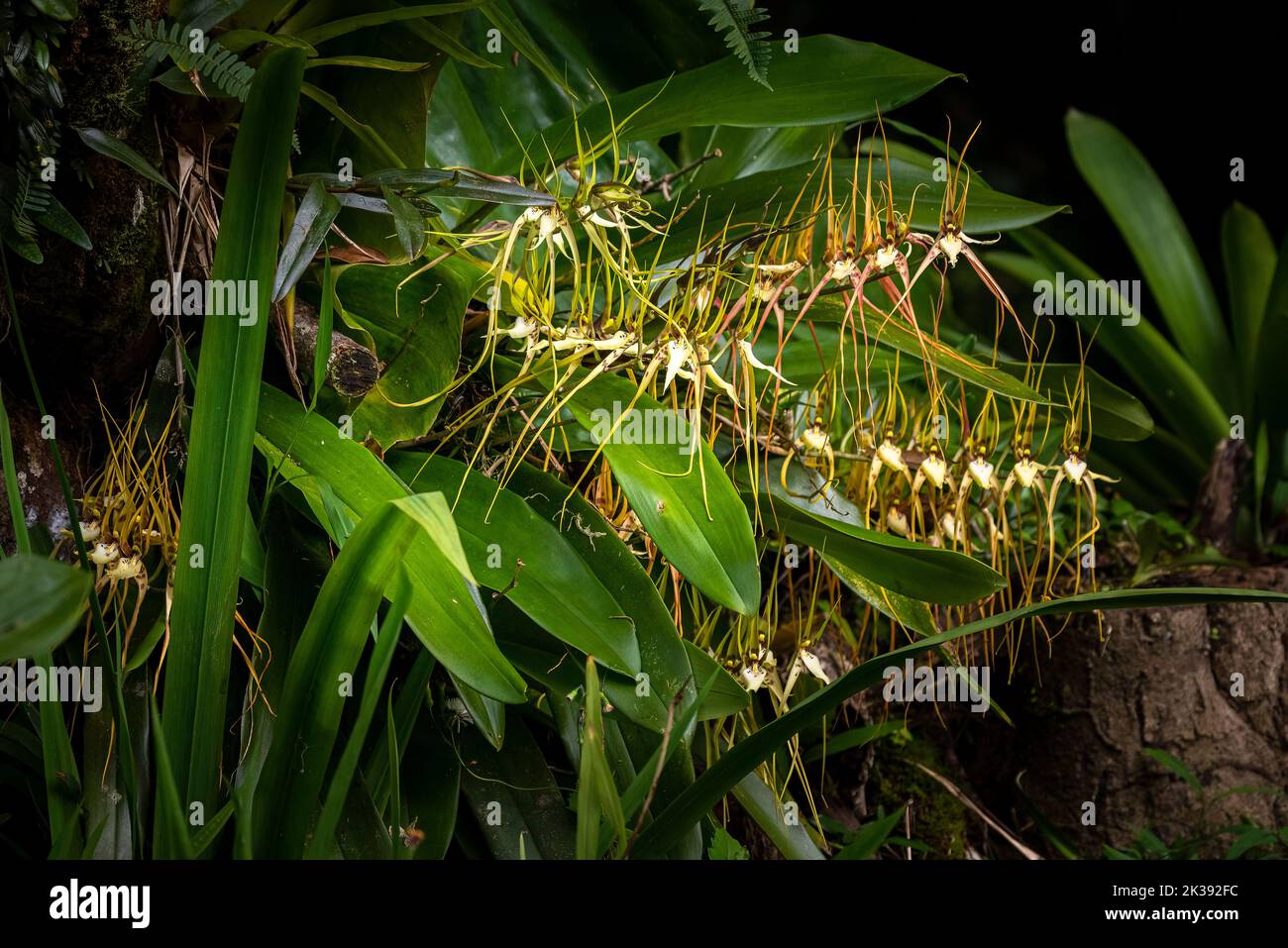 Large bunch of Brassia -  spider orchids in Panamas cloud forest Stock Photo