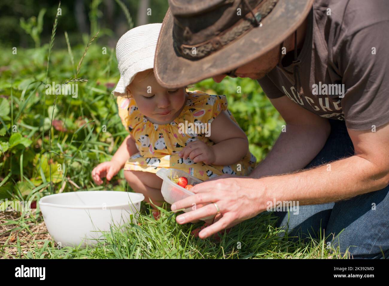 A father and toddler daughter place strawberries into plastic containers at a pick-your-own strawberry farm. Stock Photo