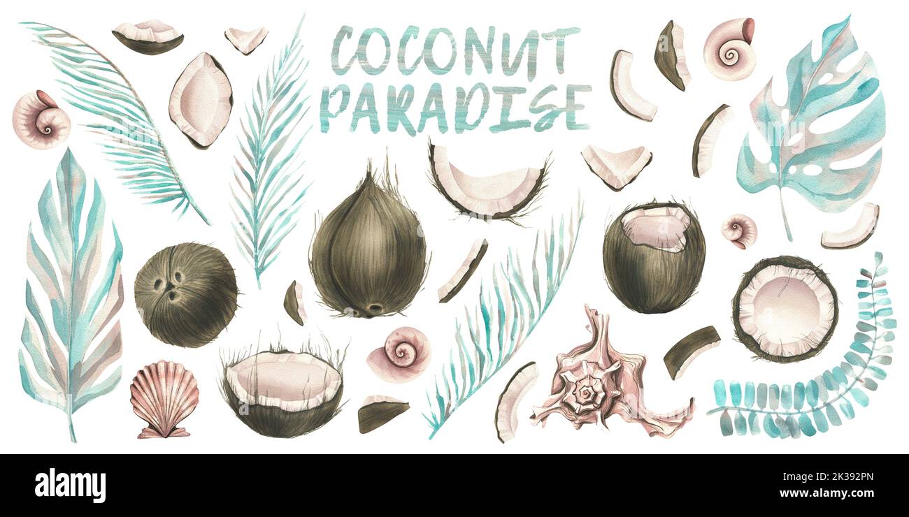 A large set with COCONUT whole pieces in different angles, with tropical leaves in sketch style, with seashells. Watercolor illustration. For Stock Photo