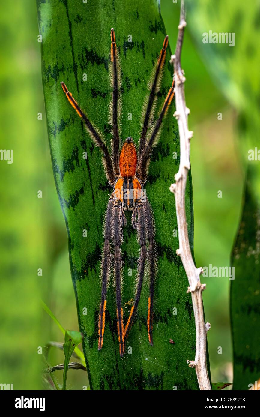 Large (10cm / 4 inch) wandering spider - Cupiennius getazi Stock Photo