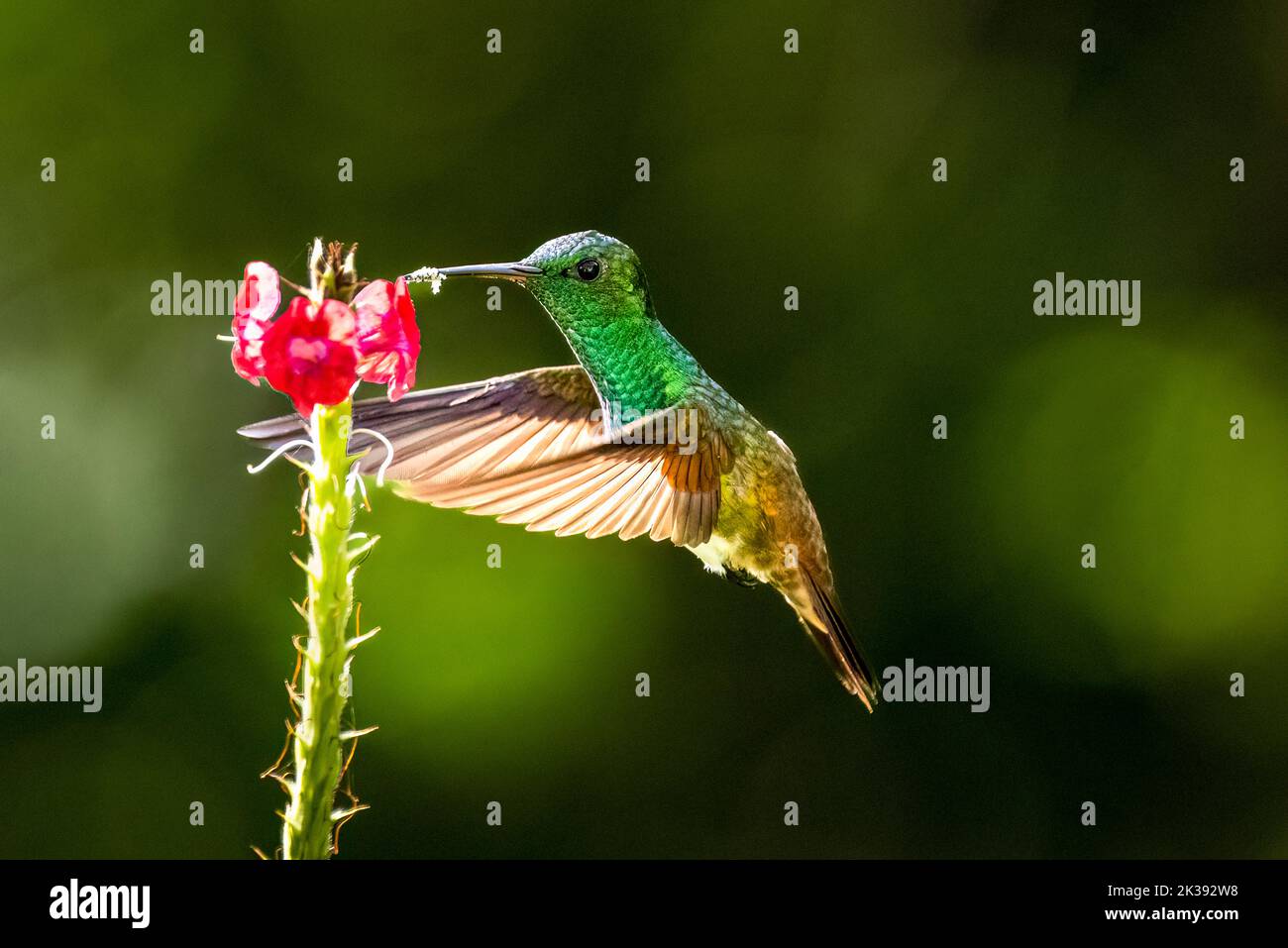 Snowy Bellied Hummingbird in flight feeding on a red flower images taken in Panama Stock Photo