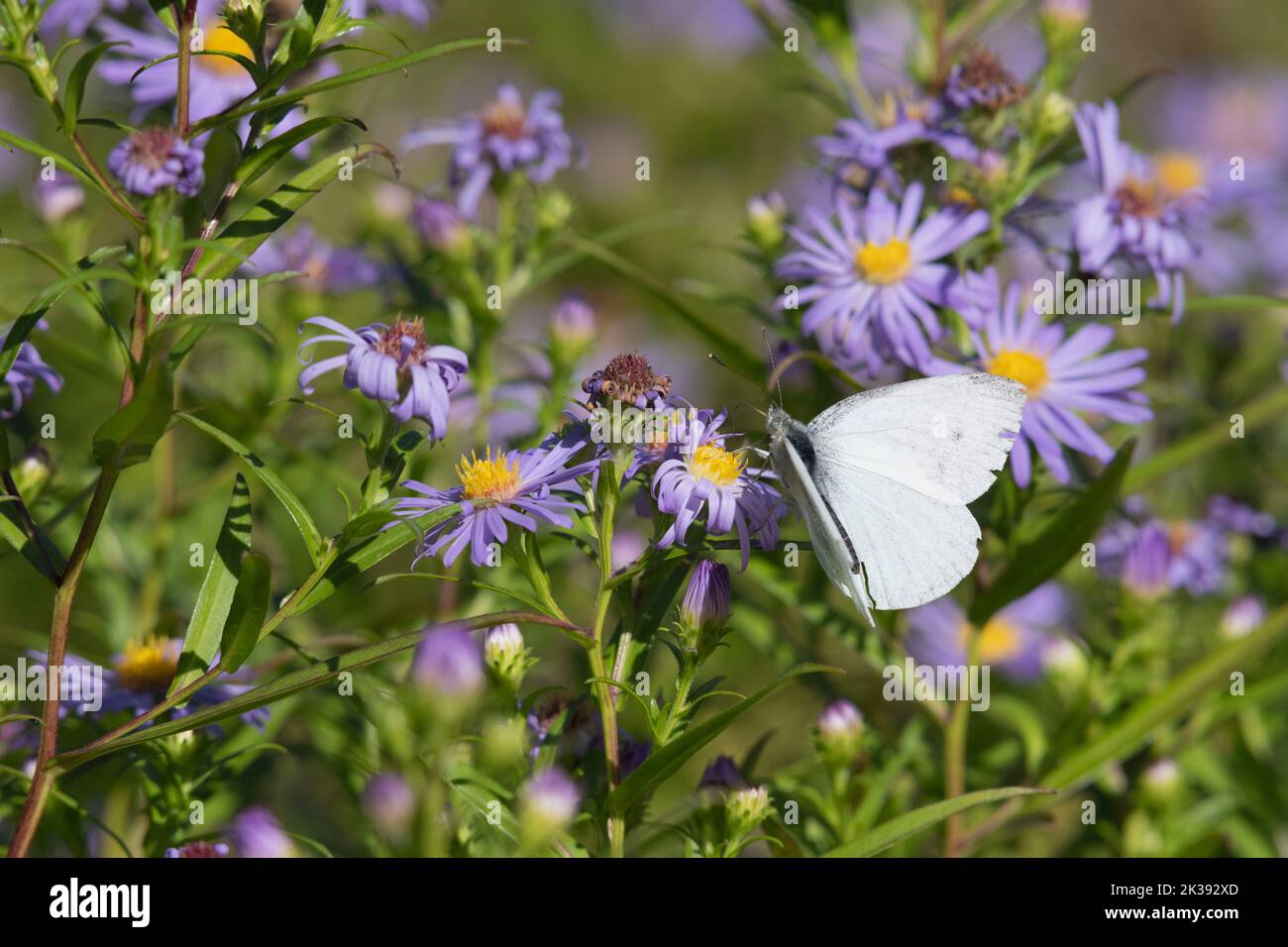 A Small White Butterfly (Pieris Rapae) Foraging Amongst Michaelmas Daisy Flowers (Symphyotrichum Novi-Belgii) in Late Summer / Early Autumn Stock Photo