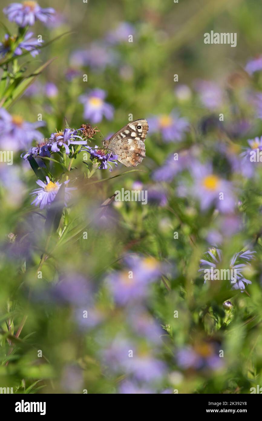 Michaelmas Daisies (Symphyotrichum Novi-Belgii) in Autumn with a Speckled Wood Butterfly (Pararge Aegeria) Feeding on the Flowers in Sunshine Stock Photo