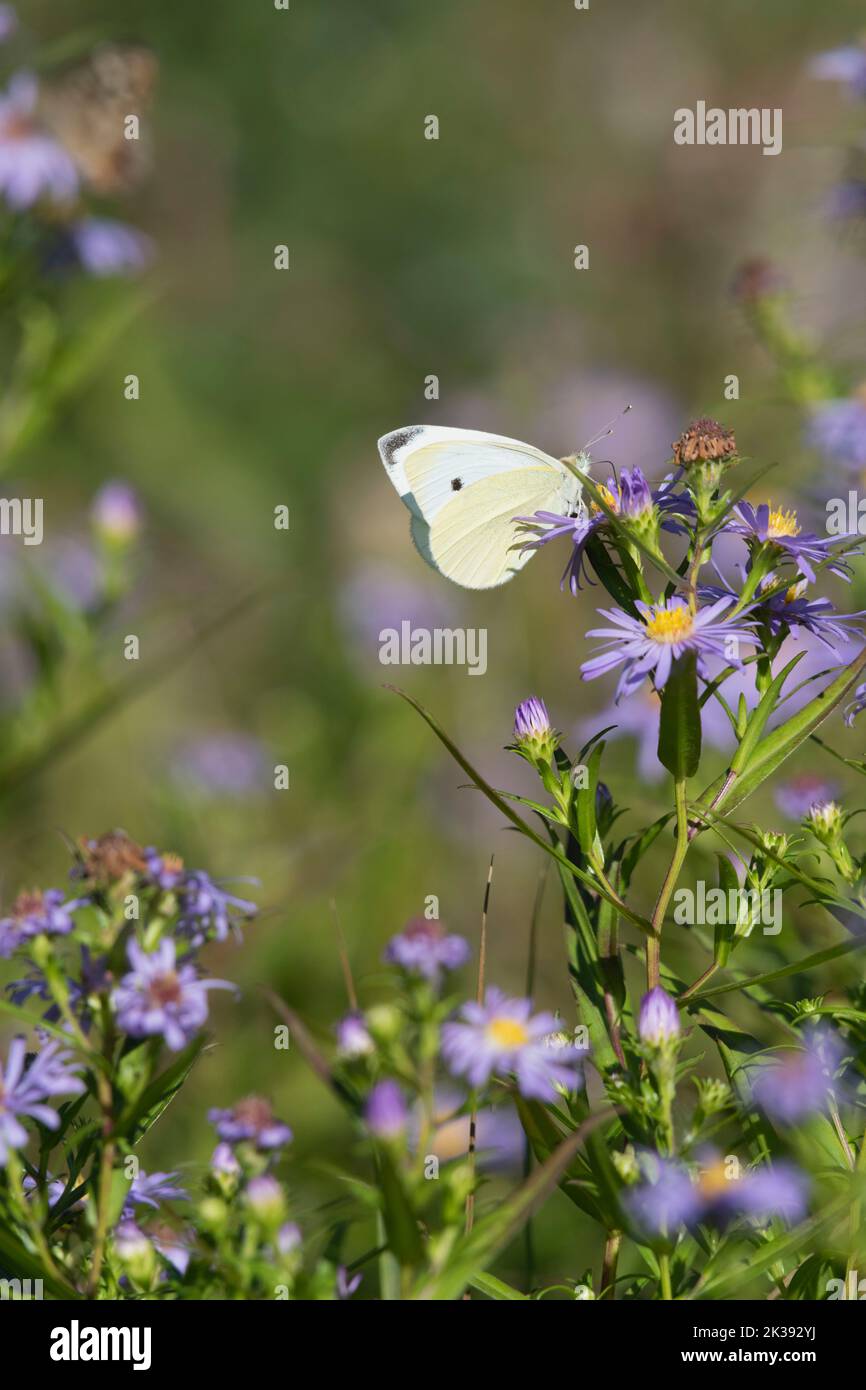 A Small White Butterfly (Pieris Rapae) Showing Its Underwing as it Feeds on a Michaelmas Daisy (Symphyotrichum Novi-Belgii) in Early Autumn Sunshine Stock Photo