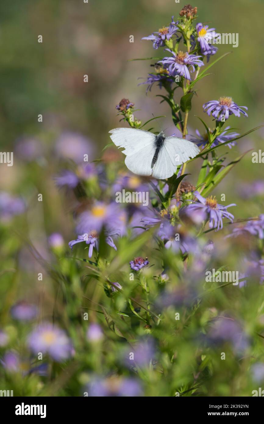 A Small White Butterfly (Pieris Rapae) Basking on a Michaelmas Daisy Flower (Symphyotrichum Novi-Belgii) in Late Summer Sunshine Stock Photo