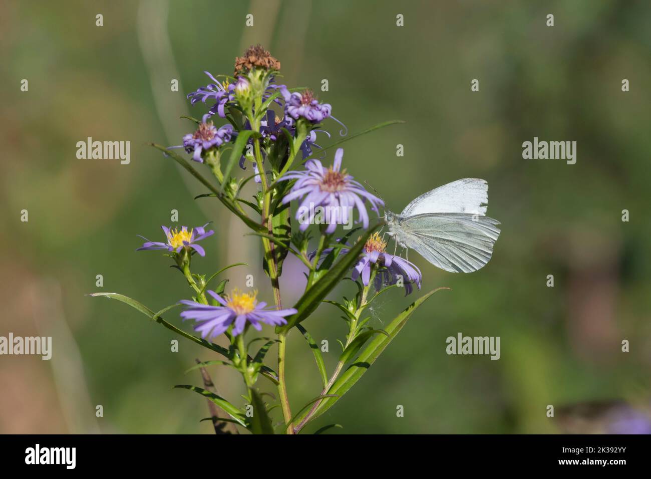 Michaelmas Daisies (Symphyotrichum Novi-Belgii) in Early Autumn with a Small White Butterfly (Pieris Rapae) Foraging on the Flowers Stock Photo