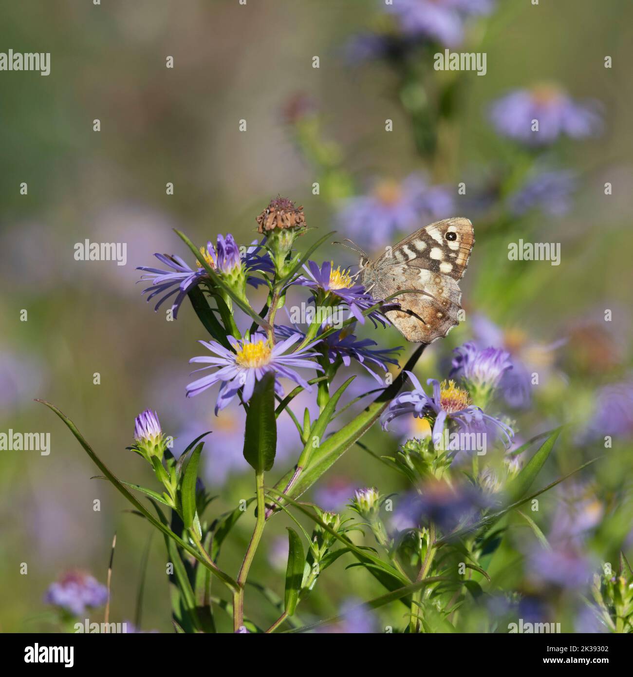Michaelmas Daisies (Symphyotrichum Novi-Belgii) in Late Summer with a Speckled Wood Butterfly (Pararge Aegeria) Feeding on One of the Flowers Stock Photo