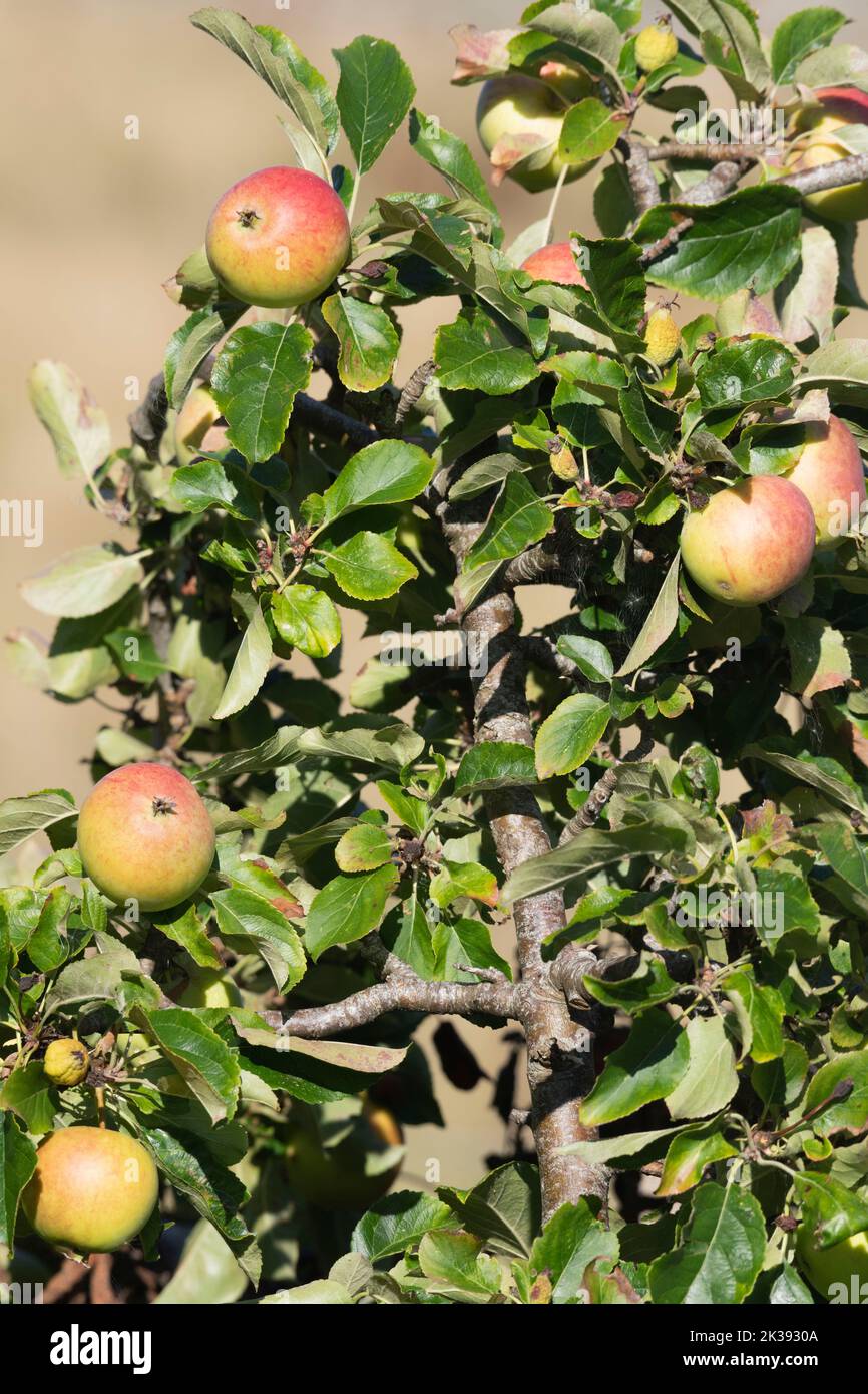 A Branch of an Apple Tree (Malus Domestica) with Several Red Ripe Apples Ready to be Picked Stock Photo