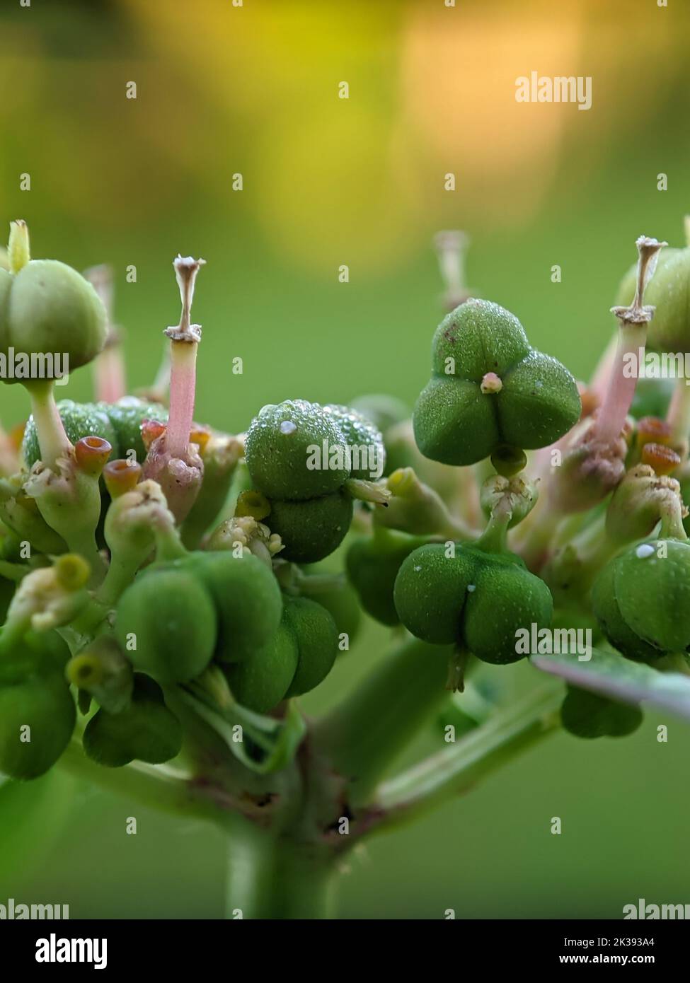 A closeup shot of the Euphorbia lucida Stock Photo