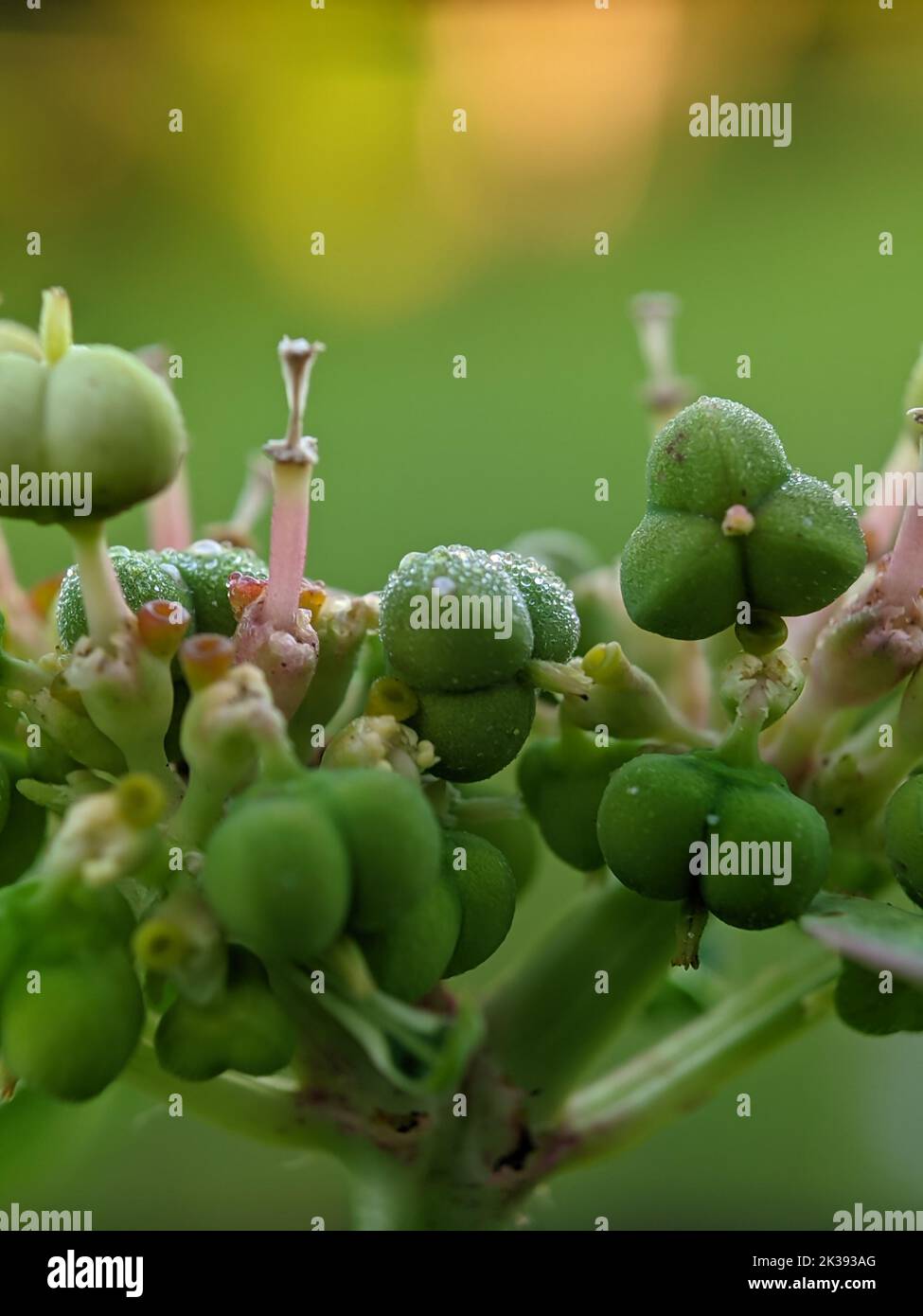 A closeup shot of the Euphorbia lucida Stock Photo