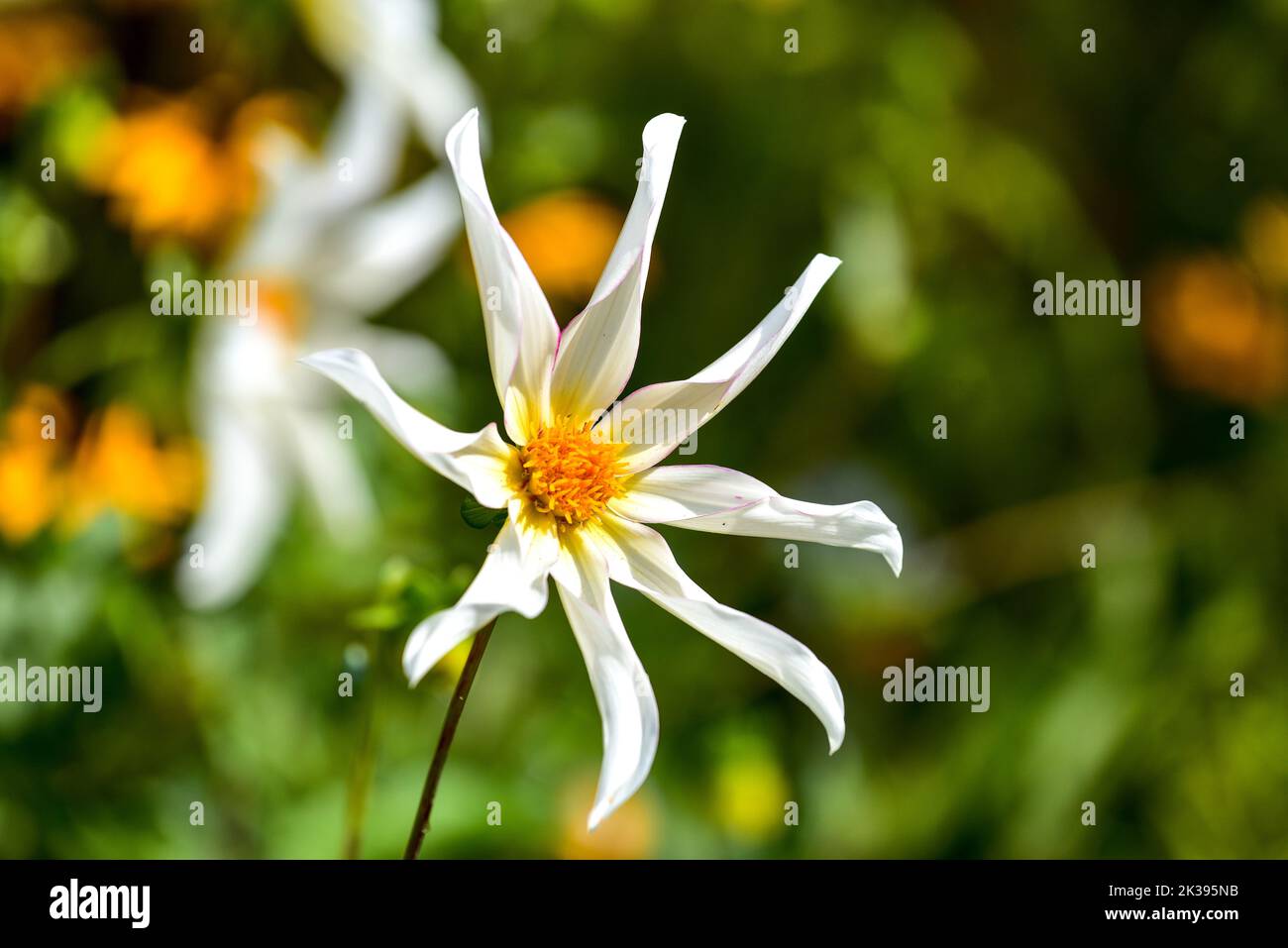 Flower of a star dahlia (Dahlia Honka Fragile) from the aster family (Asteraceae), Bavaria, Germany, Europe Stock Photo