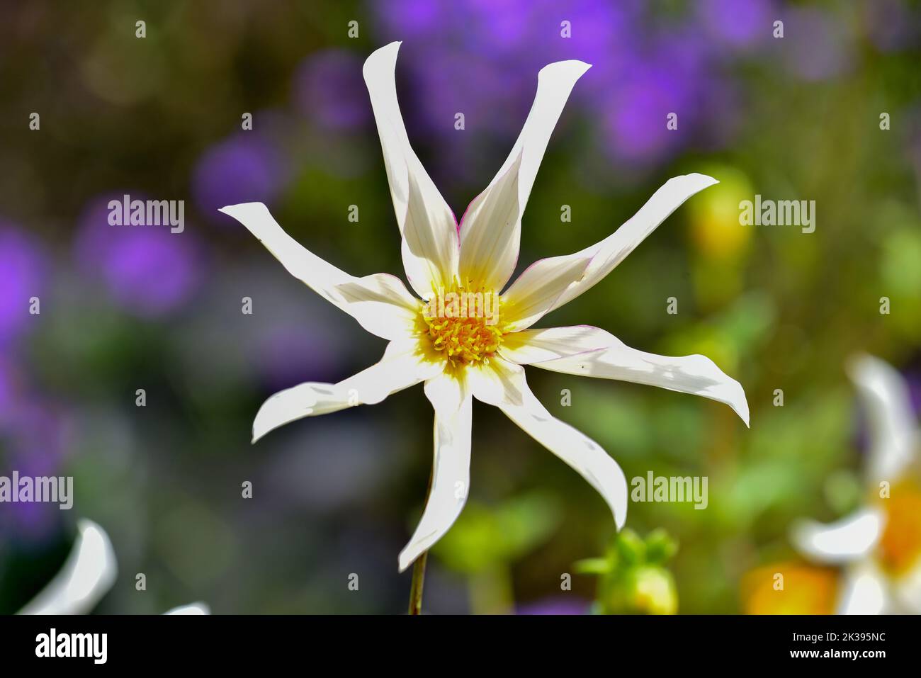Flower of a star dahlia (Dahlia Honka Fragile) from the aster family (Asteraceae), Bavaria, Germany, Europe Stock Photo