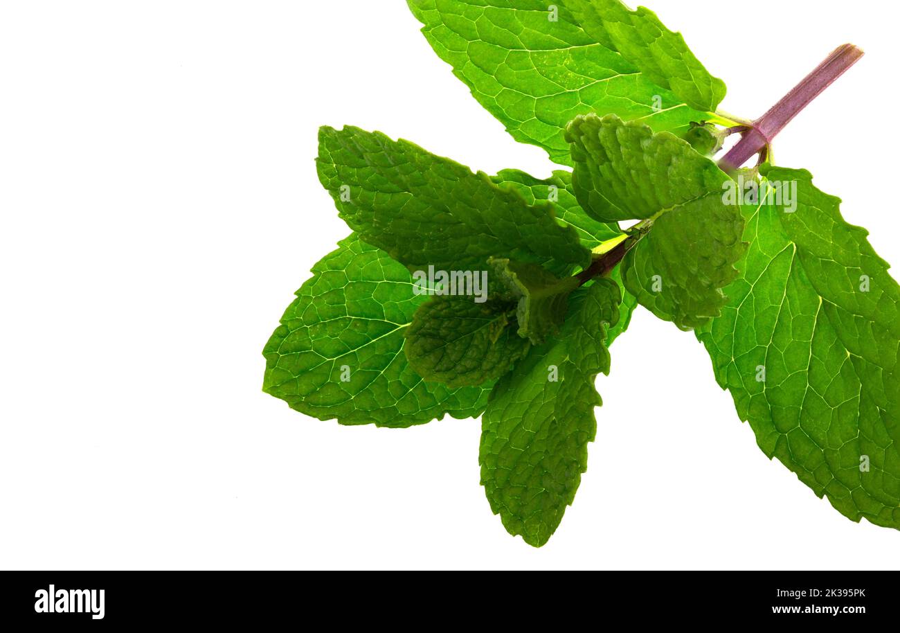 Fresh Mentha leaves, Mentha spicata, on white background and with writing space Stock Photo