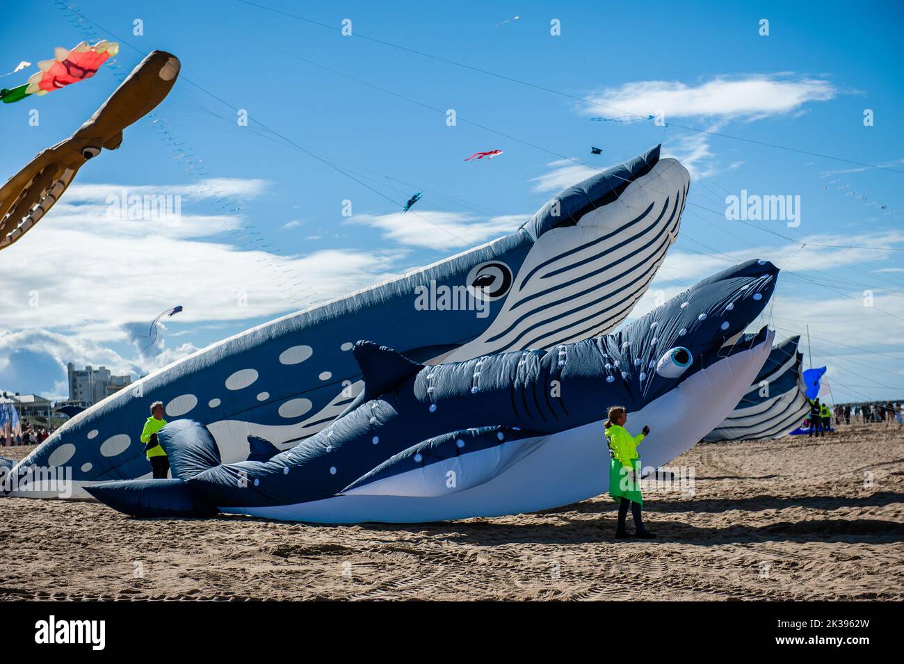 People are seen checking the kites in the shape of whales. The