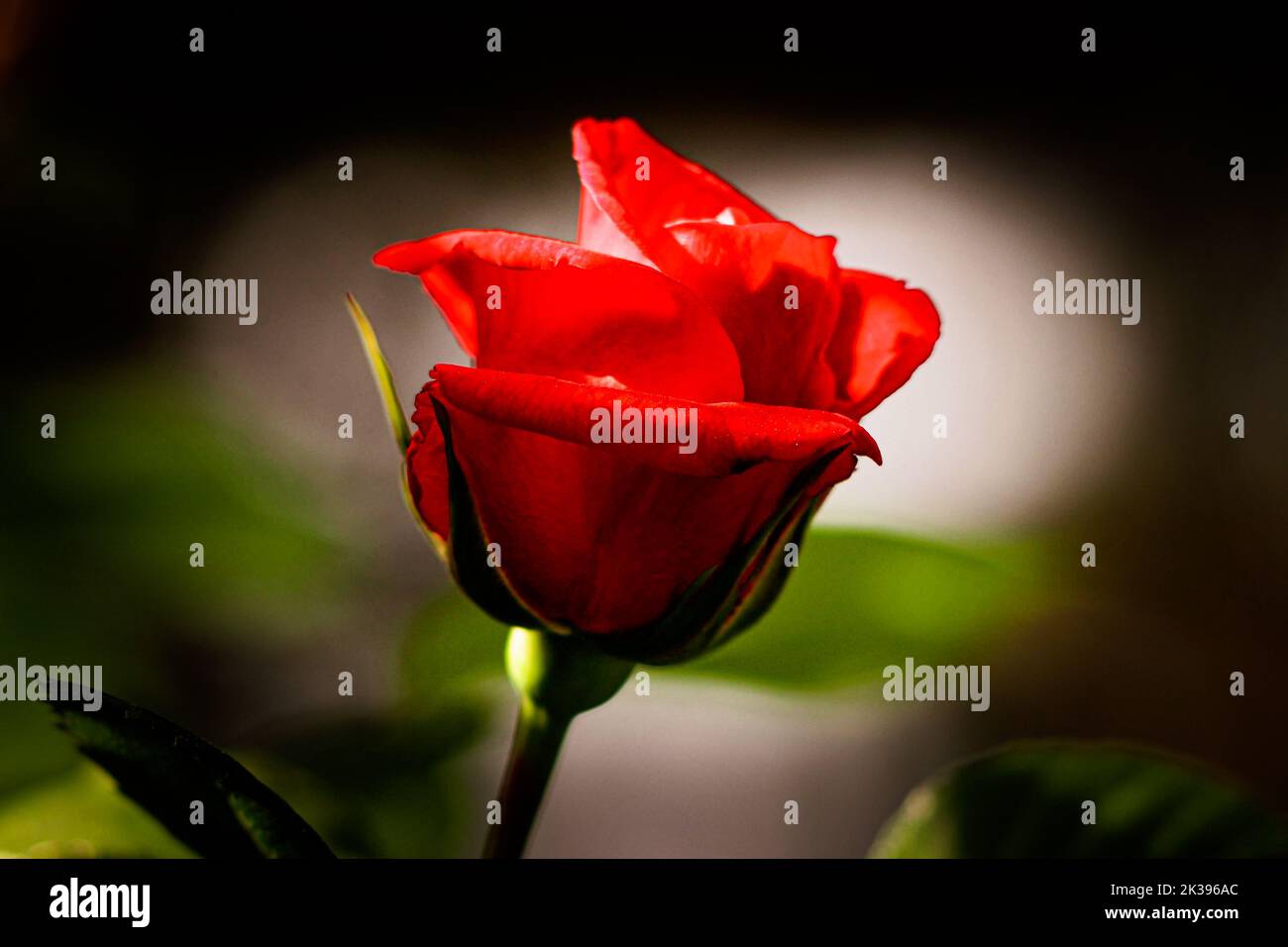 Blossom shot on red hi-res stock photography and images - Alamy