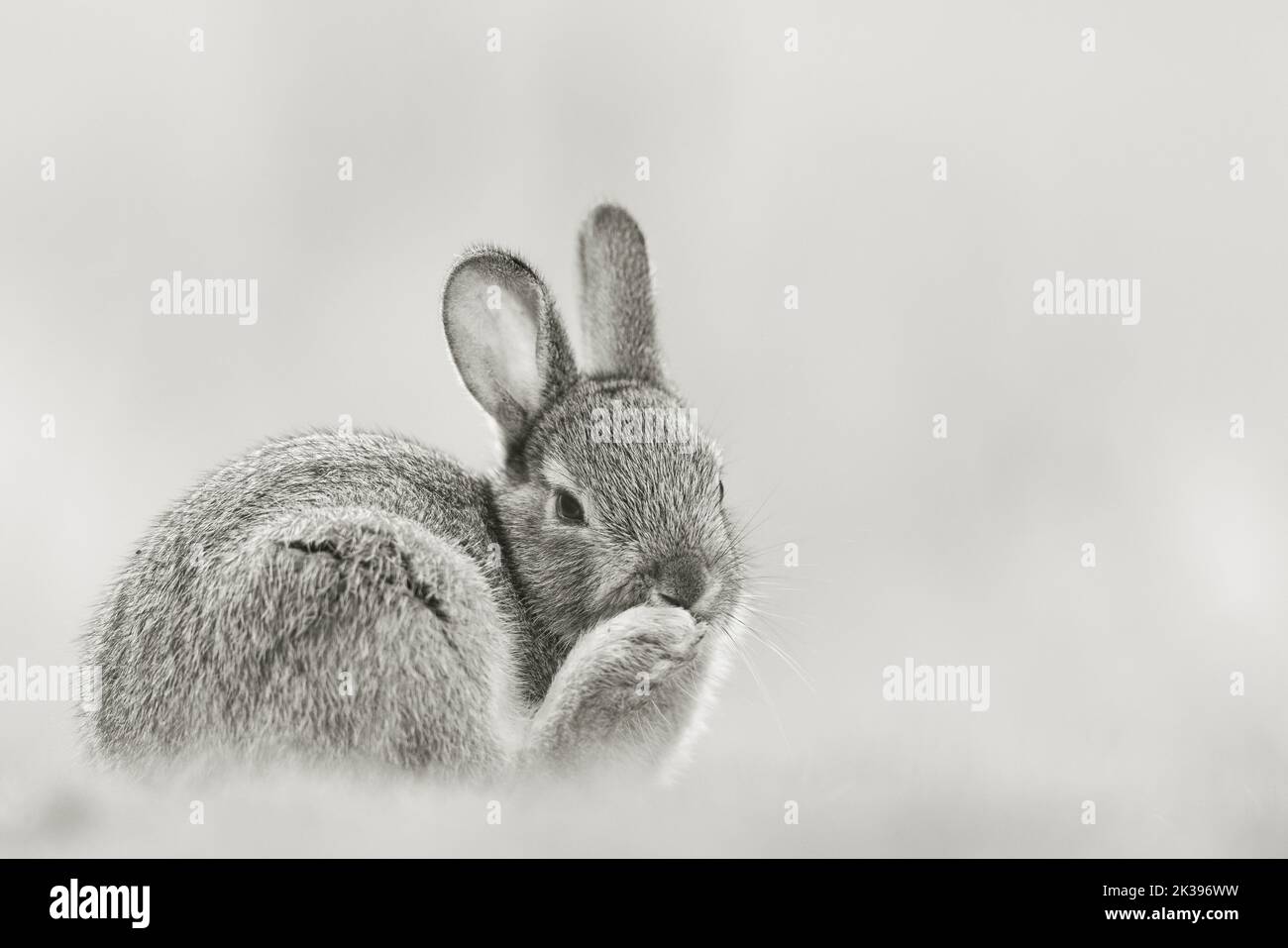 A Netherland Dwarf rabbit licking its back paw Stock Photo - Alamy