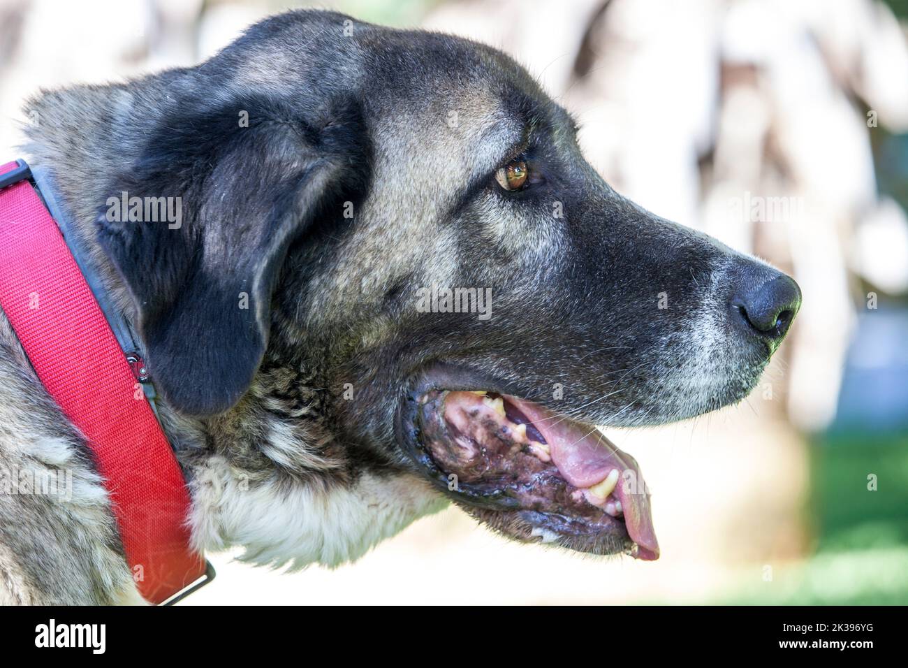 Female mature Spanish Mastiff portrait. She wears red collar Stock Photo
