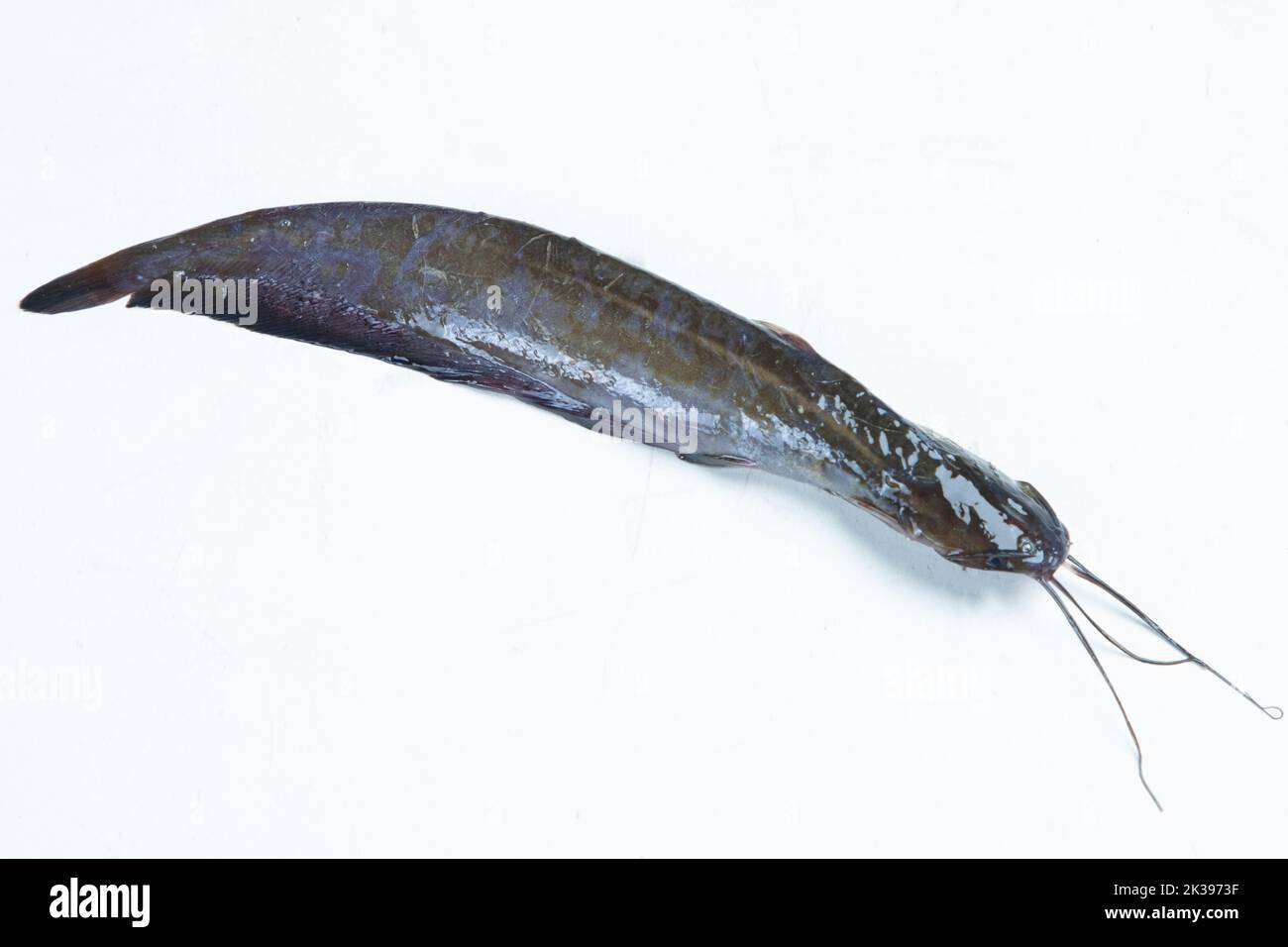 live Catfish (or catfishes) are a diverse group of rayfinned fish. Named for their prominent