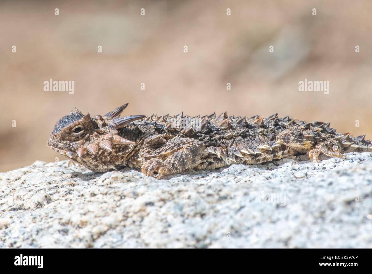 Costal horned lizard, Phrynosoma coronatus, warming up in the morning sun in Baja California Sur, Mexico. Stock Photo