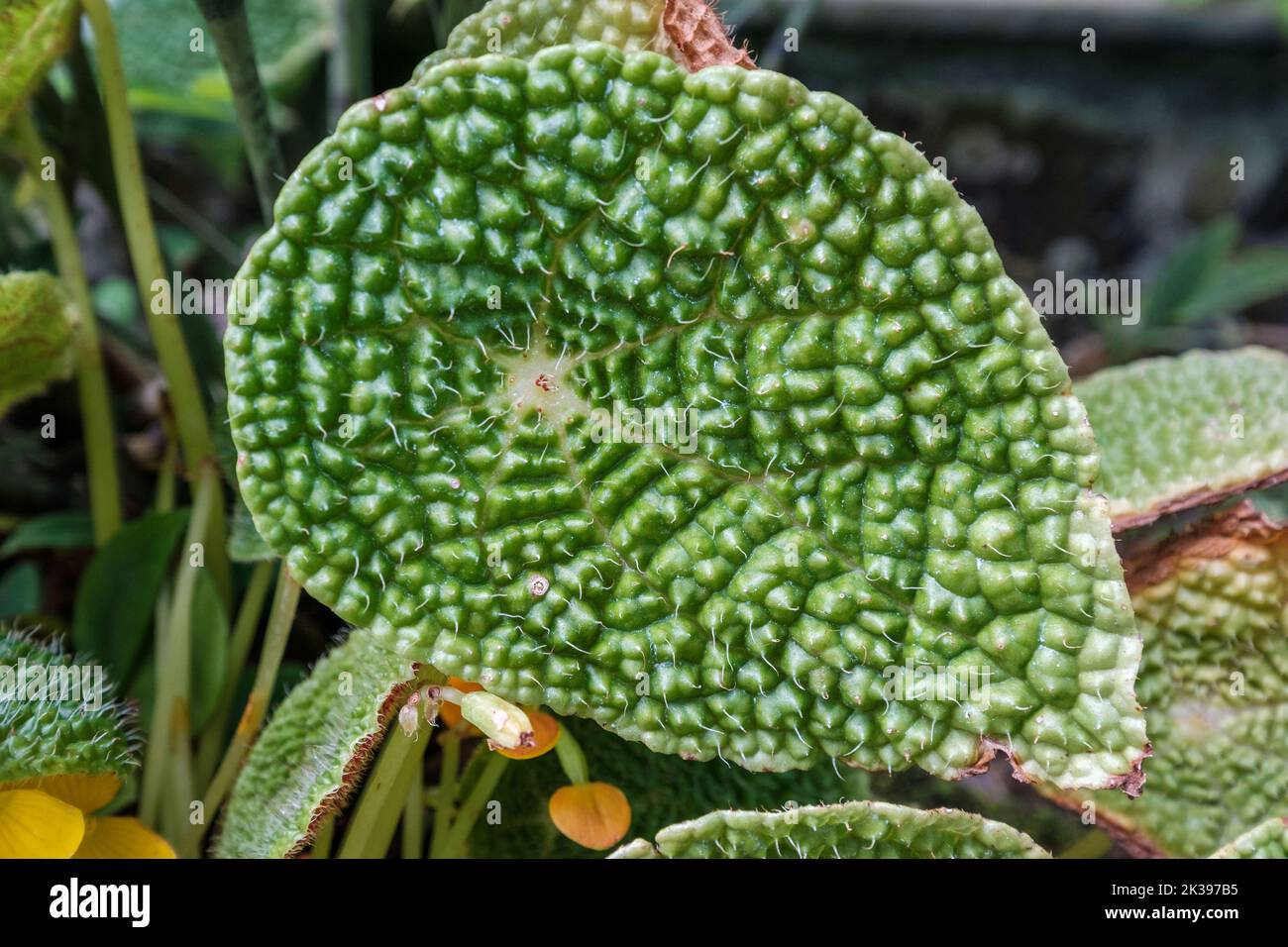 A closeup shot of iron cross begonia leaves  in a garden Stock Photo