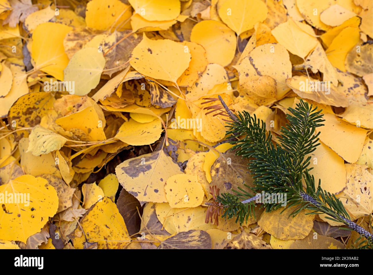 The colorful autumn leaves on the ground Stock Photo - Alamy