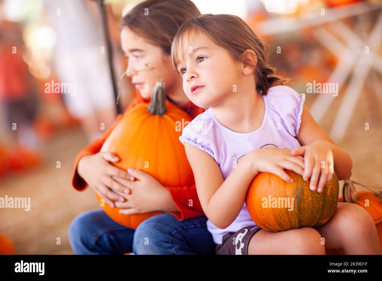 Adorable Little Girls Holding Pumpkins At A Pumpkin Patch Stock Photo ...