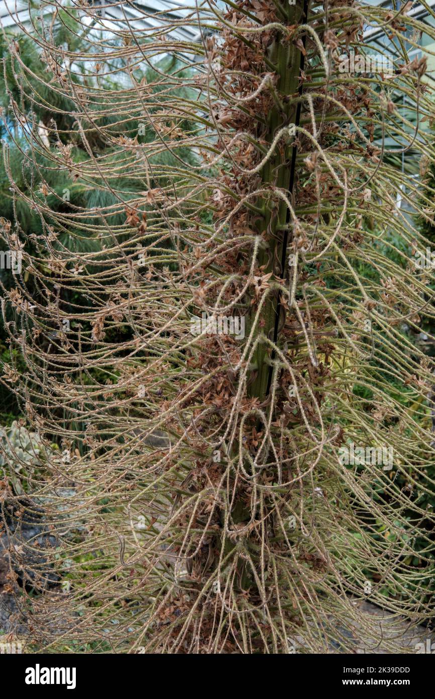 A vertical shot of Toothed Lancewood plant in the woods Stock Photo
