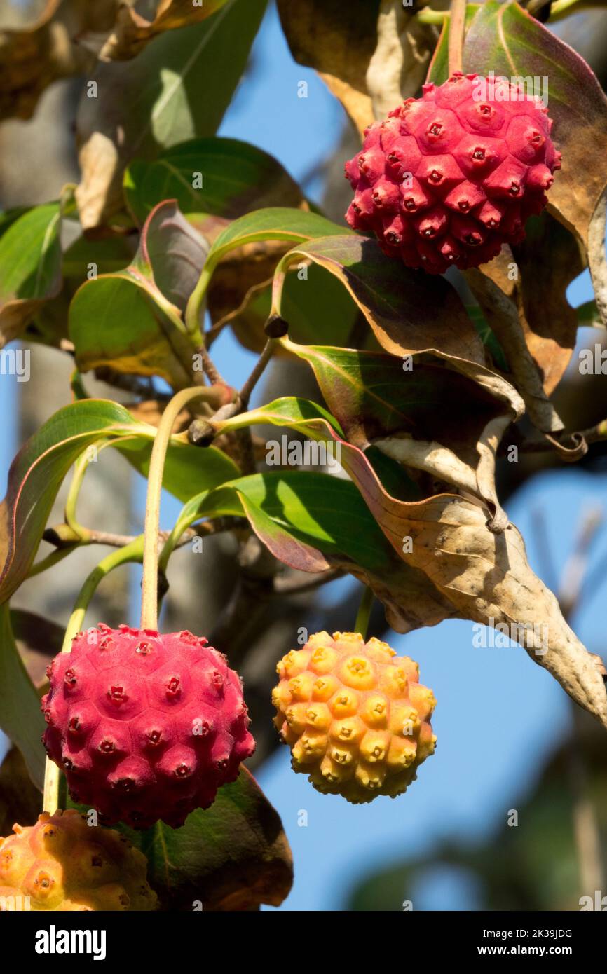 are kousa dogwood berries poisonous