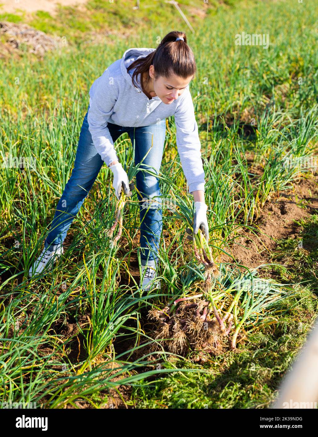 Female farmer harvesting green garlic Stock Photo - Alamy