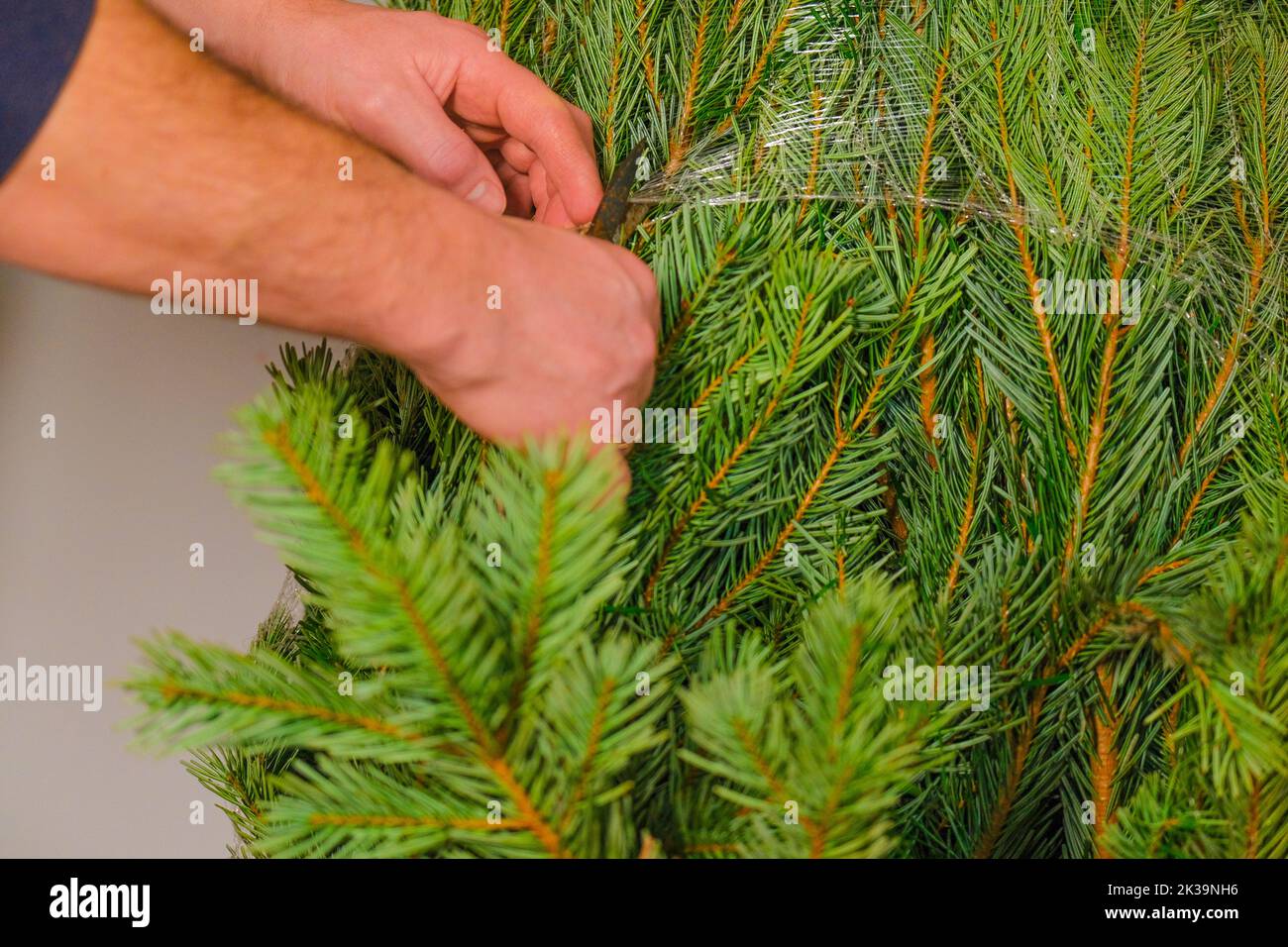 Christmas tree unpacking process. installing a Christmas tree. Male hands cut the protective 