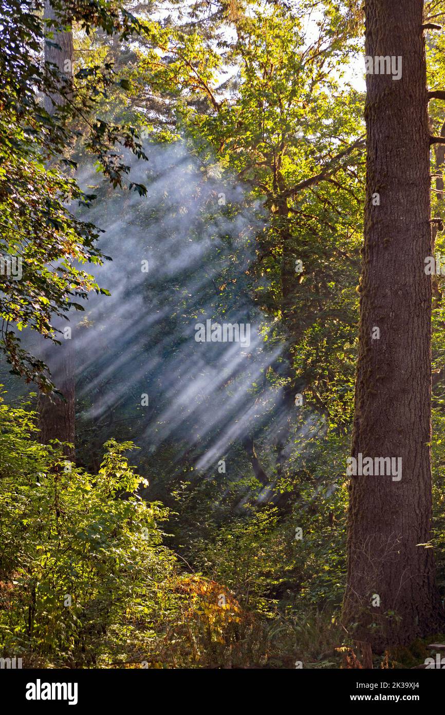 Sunlight Catching the Misty Forest Air in Del Norte Coastal Redwoods State Park in California Stock Photo