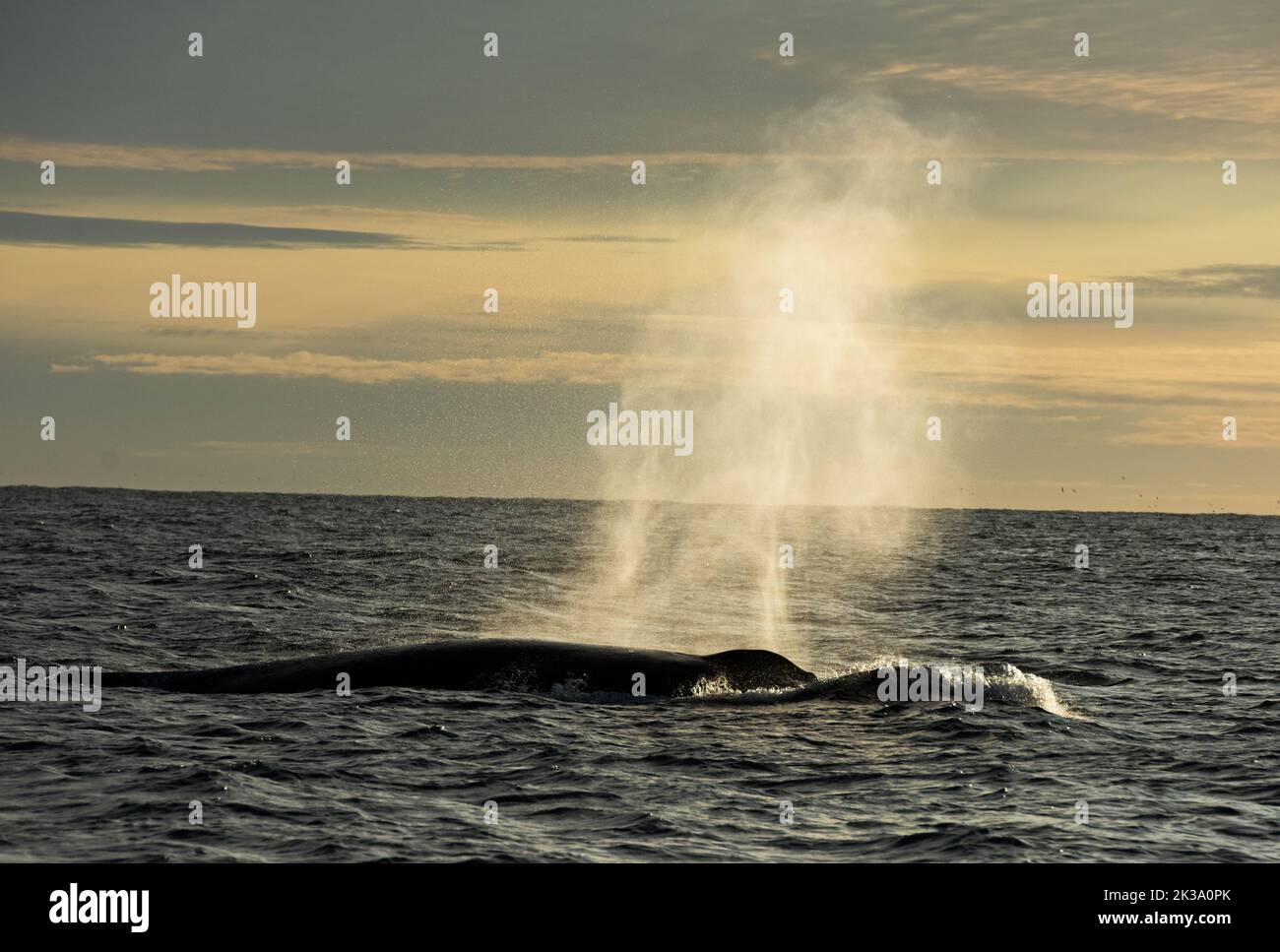 hump back whale off the Western Australian coast. Stock Photo