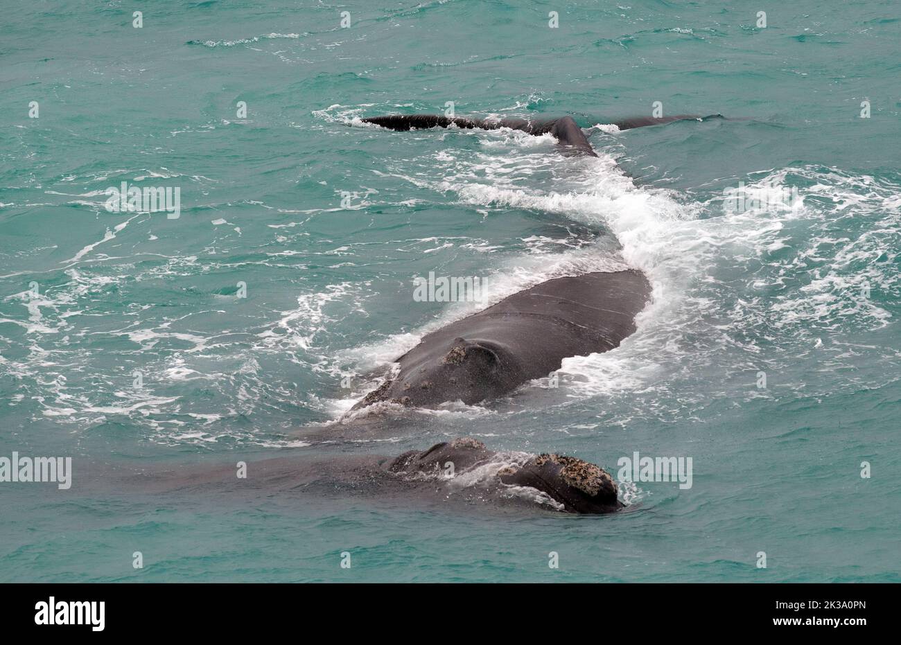 Australian whales hi-res stock photography and images - Alamy