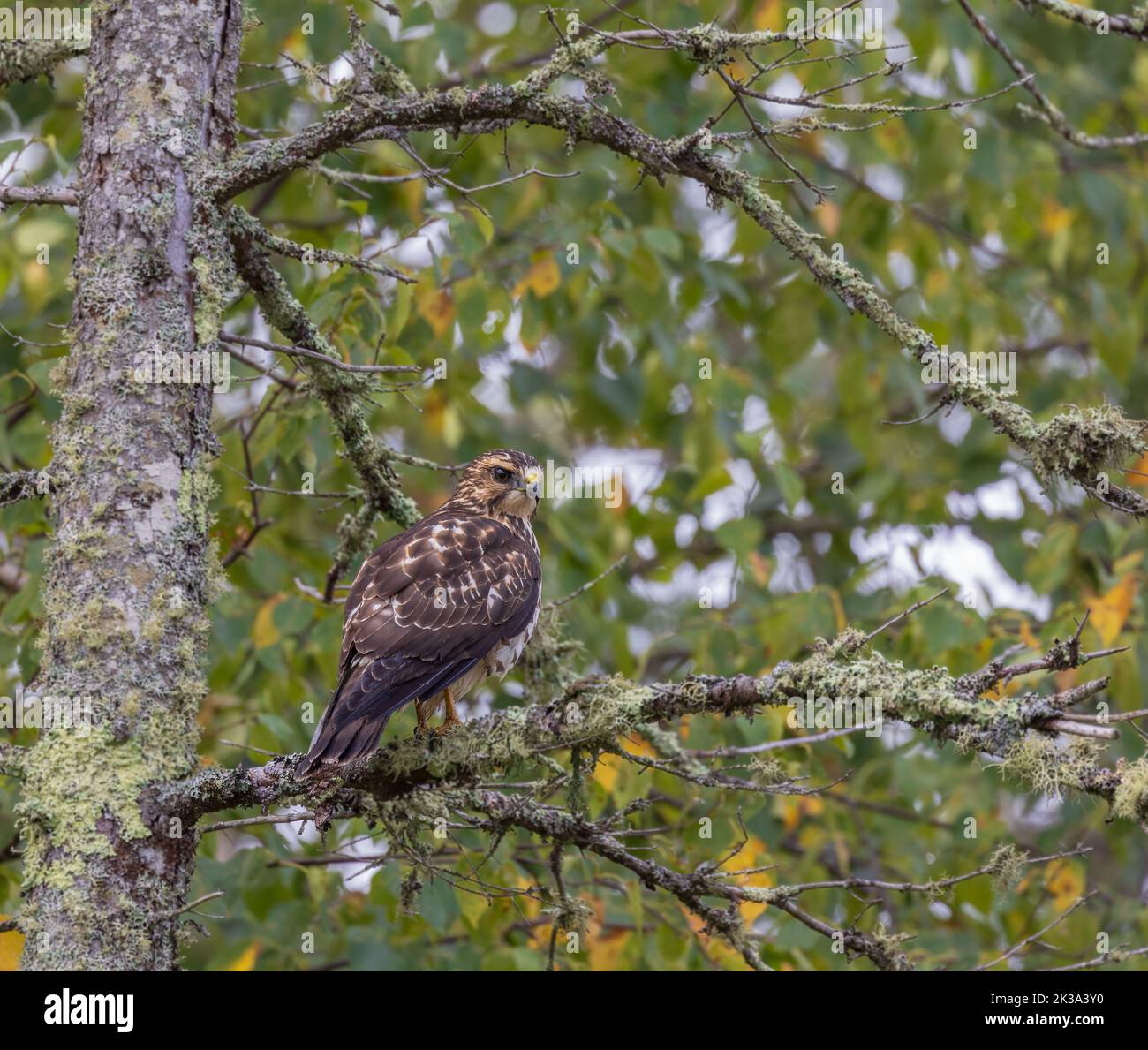 Broad-winged hawk in northern Wisconsin. Stock Photo