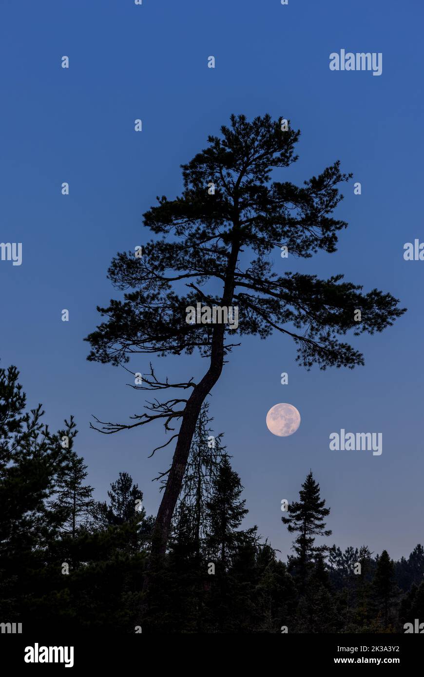 The full moon setting in the Chequamegon-Nicolet National Forest in northern Wisconsin. Stock Photo