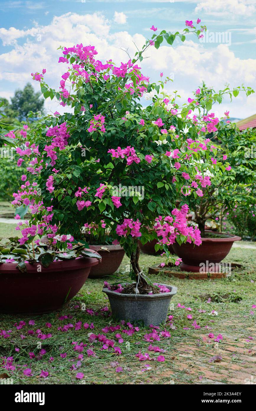 Growing pink Bougainvillea flowers in Nha Trang Vietnam Stock Photo