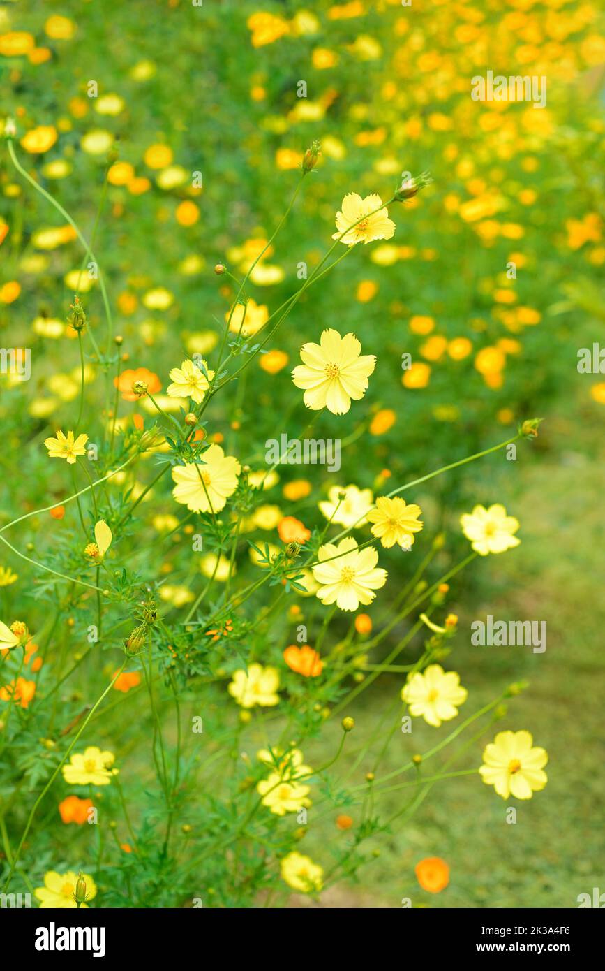 Cosmos sulphureus or sulfur cosmos flowers growing in Vietnam closeup Stock Photo