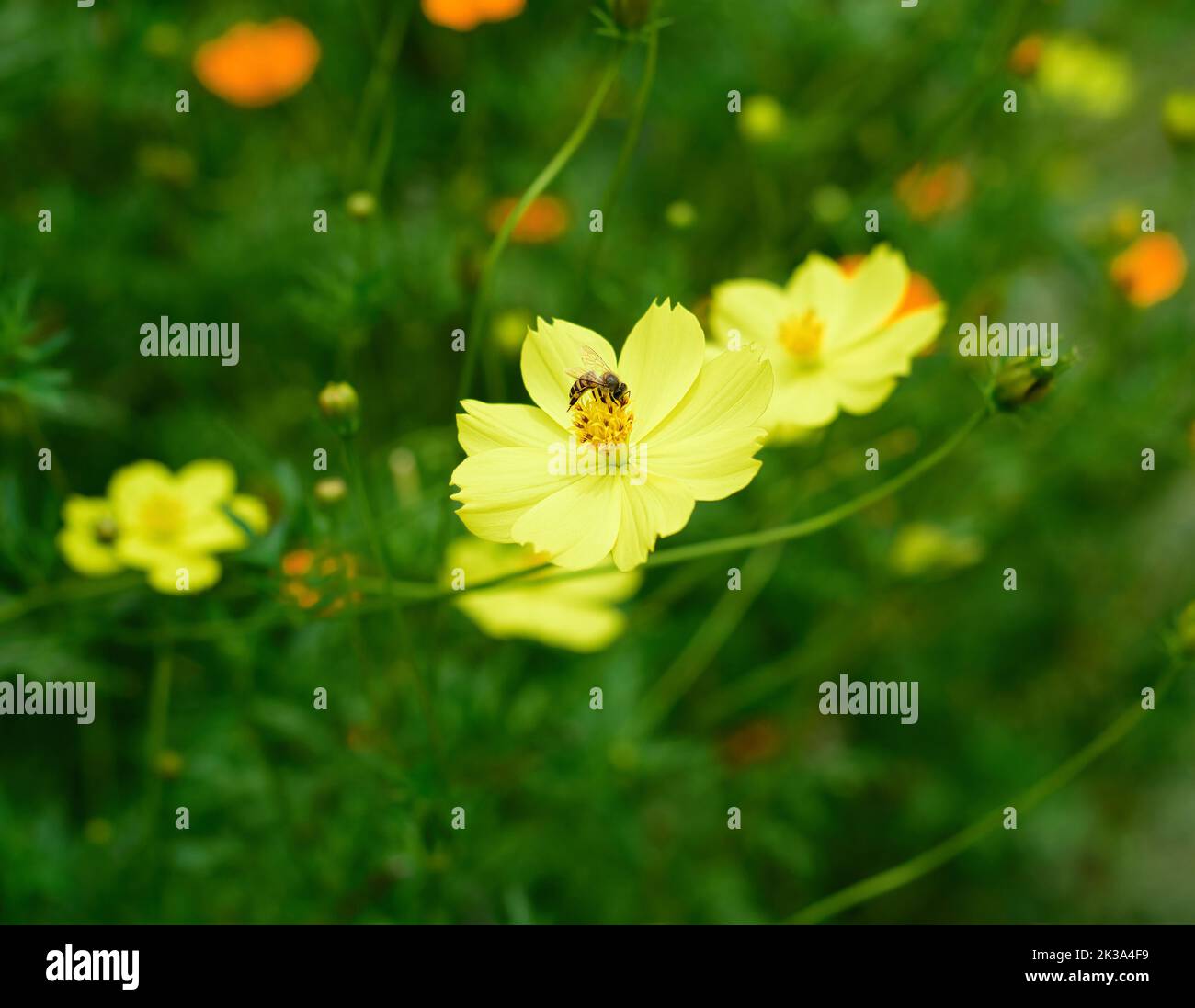 Bee pollinating Cosmos sulphureus or sulfur cosmos flowers growing in Vietnam closeup Stock Photo
